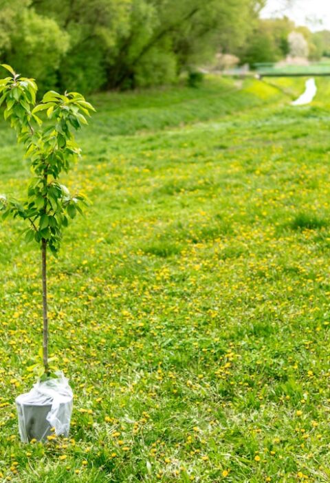 Çevresel Baskı Malzemeleriyle Kartvizit ve Ambalaj İçin Yaşanabilir Seçimler