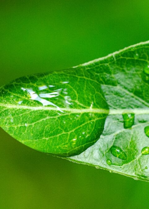 Bitkisel Kaplama ile Plastik Kaplama: Baskı Malzemeleri