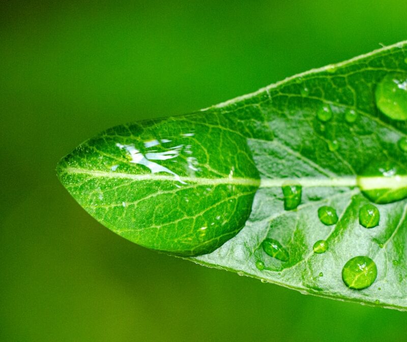 Bitkisel Kaplama ile Plastik Kaplama: Baskı Malzemeleri