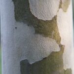 Dijital Baskı Kartvizit Renk Doğruluğu: Bütçe Dostu Yöntemler